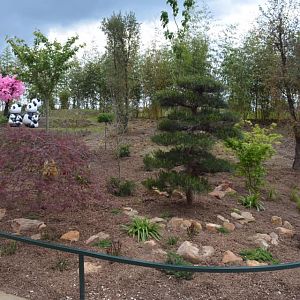 Golden monkeys enclosure