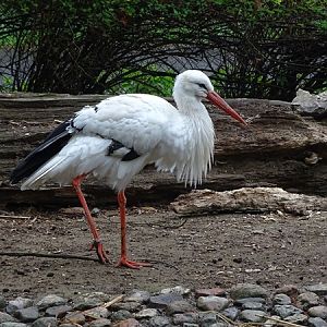European white stork (Ciconia ciconia ciconia)