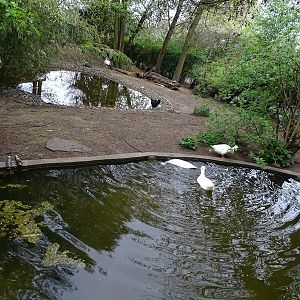 Stork / waterfowl enclosure