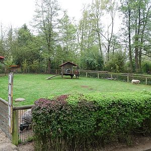 Sheep enclosure