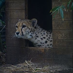 South African cheetah (Acinonyx jubatus jubatus)