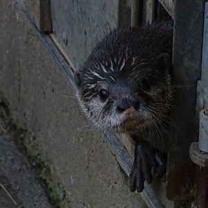 Asian small-clawed otter (Aonyx cinerea)