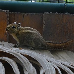 Swinhoe's striped squirrel (Tamiops swinhoei)