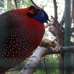 Satyr tragopan (Tragopan satyra)