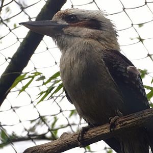 Laughing Kookaburra (Dacelo novaeguineae)