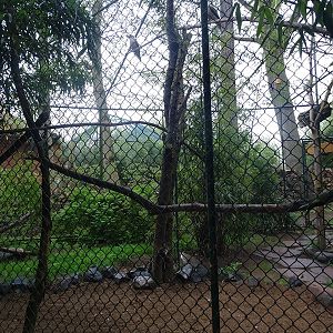 Aviary for kookaburra