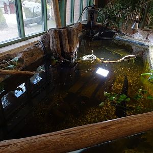 Tropical House: sutchi catfish / sailfin pleco aquarium