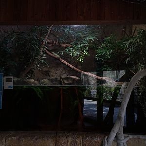 Tropical House: Paludarium for water dragons and fishes