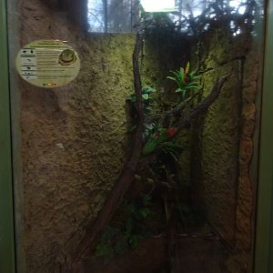 Tropical House: White's tree frog terrarium