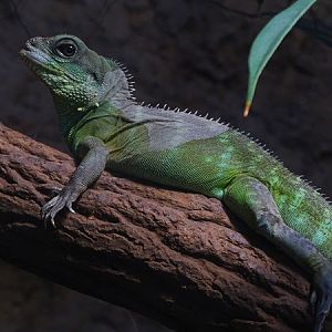 Chinese water dragon (Physignathus cocincinus)