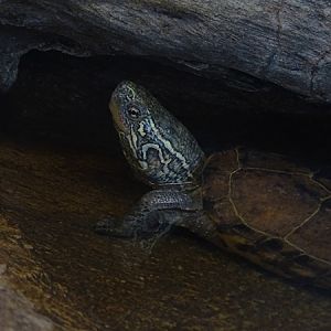 Chinese driekielschildpad / Reeves’ turtle (Mauremys reevesi)