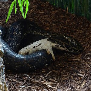 Burmese rock python (Python bivittatus)