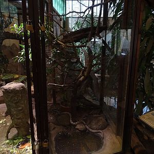 Tropical house: grey rat snake terrarium