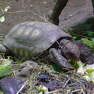 Red-footed tortoise (Chelonoidis carbonarius)