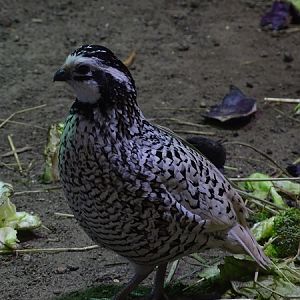 Northern bobwhite (Colinus virginianus)
