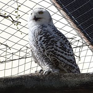 Snowy Owl (Bubo scandiacus)