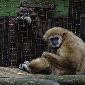 Lar gibbon (Hylobates lar)