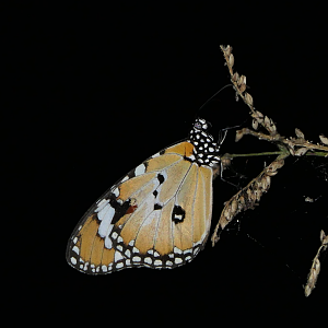 Lesser Wanderer (Danaus petilia)