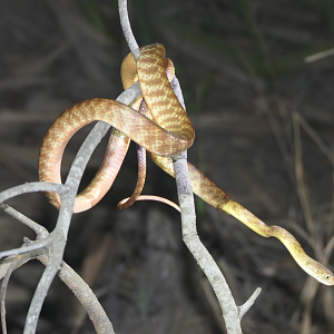 Brown Tree Snake (Boiga irregularis)