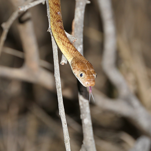 Brown Tree Snake (Boiga irregularis)