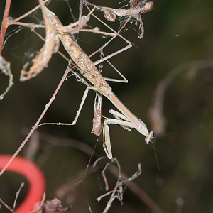 Spiny Grass Mantis (Archimantis armata)
