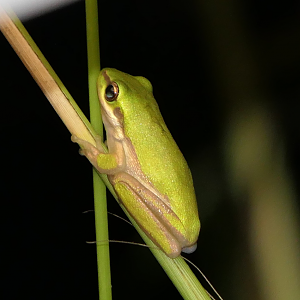 Eastern Dwarf Tree Frog (Litoria fallax)