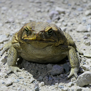 Cane Toad (Rhinella marina)