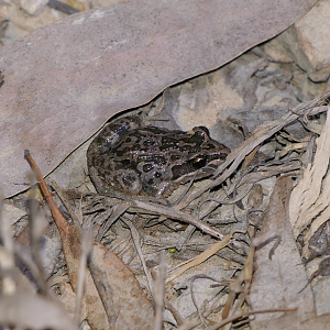 Spotted Marsh Frog (Limnodynastes tasmaniensis)
