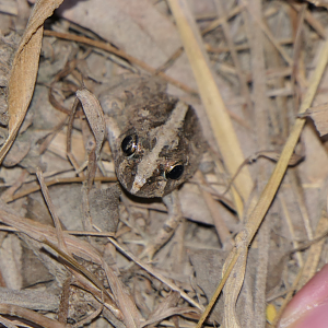 Ornate Burrowing Frog (Platyplectrum ornatum)