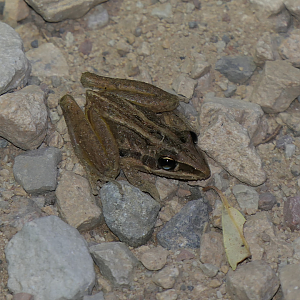 Striped Rocket Frog (Litoria nasuta)