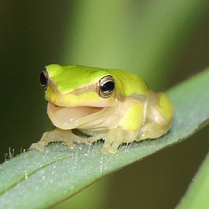 Dwarf tree frog sp. (Litoria fallax/bicolor)