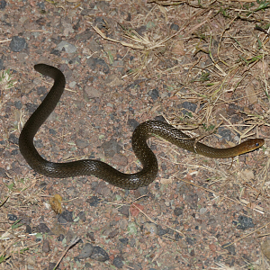 Common Keelback (Tropidonophis mairii)