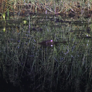 Saltwater Crocodile (Crocodylus porosus)