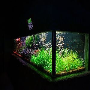 Meeresaquarium Zella-Mehlis: South American tank