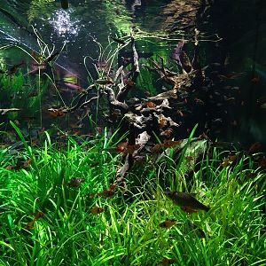 Meeresaquarium Zella-Mehlis: South American tank