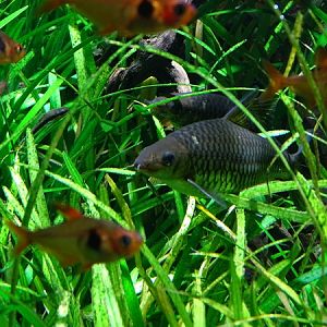 Meeresaquarium Zella-Mehlis: Crossocheilus reticulatus