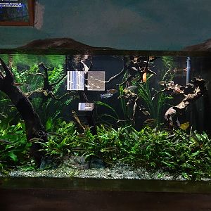 Meeresaquarium Zella-Mehlis: tank for congo tetra and torpedo barb