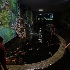 Meeresaquarium Zella-Mehlis: Koi pond