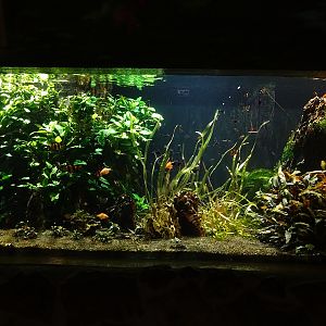 Meeresaquarium Zella-Mehlis: rosy barb/ tiger barb tank