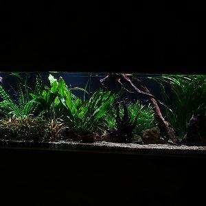 Meeresaquarium Zella-Mehlis: gourami / tetra / loach tank
