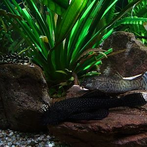 Meeresaquarium Zella-Mehlis: 3 species