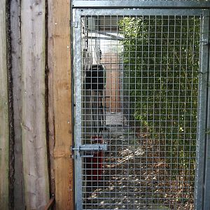 Future keeper access to scavenger aviary and scavenger aviary bird house, 2025-04-12