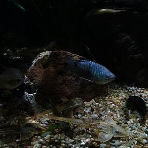 Meeresaquarium Zella-Mehlis: 5 species