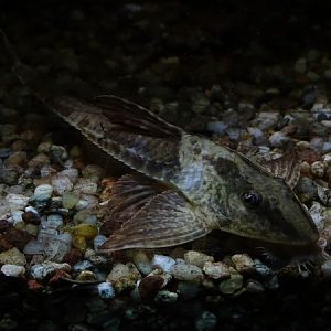 Loricaria simillima ??