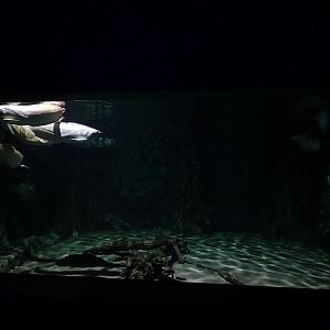 Meeresaquarium Zella-Mehlis: arowana tank