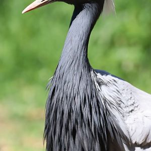 Demoiselle Crane