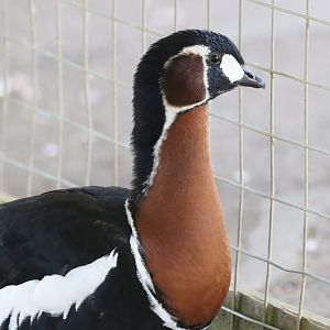 Red-breasted Goose