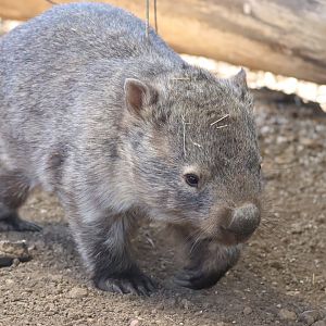 Common Wombat