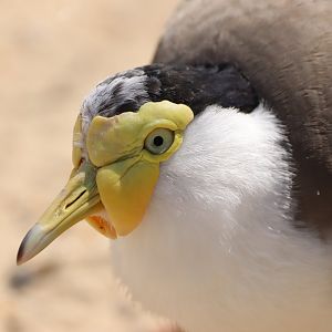 Masked Lapwing