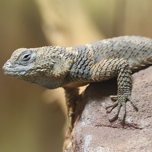 Blue Spiny Lizard